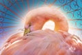 Stylized flamingo composite art Royalty Free Stock Photo