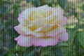 Stylized Garden Madame Meilland Rose Photo Vector Mosaic Rose Hybrid Gloria Dei