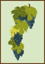 Stylized graphic image of a vine with grapes. Vertical Pano.