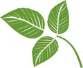 Stylized green raspberry leaf