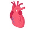 Stylized human heart anatomy, cartoon medical organ image. Educational biology, human body cardiovascular system vector