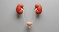 Stylized human kidneys bladder and ureters on plain gray background anatomy image Royalty Free Stock Photo