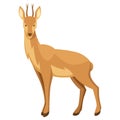 Stylized illustration of deer. Woodland forest animal on white background