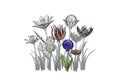 Stylized illustration featuring an array of flowers, blending clear line sketches with colorful, Royalty Free Stock Photo
