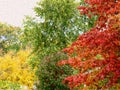 A trio of classic autumn colors Royalty Free Stock Photo