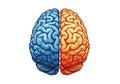 Two halves of a human brain one blue one orange anatomy neurology Royalty Free Stock Photo