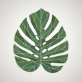Stylized illustration of a Monstera leaf Royalty Free Stock Photo