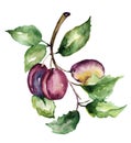 Stylized illustration of plums