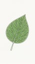 A stylized illustration of a single green leaf with pronounced white vein patterns. The Royalty Free Stock Photo