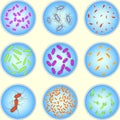 Stylized image of different types of bacteria