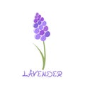 Stylized lavender icon Royalty Free Stock Photo