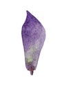 Stylized lilac petal