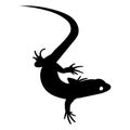 Stylized lizard. Black white reptile illustration. Vector logo lizards. Tattoo.