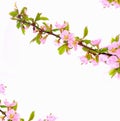 Stylized photo. Flowering branch of cherry isolated on a white background