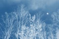 Stylized photo. Landscapes. Frozen winter forest with snow covered trees