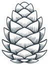 Stylized pine cone drawing isolated on white background Royalty Free Stock Photo