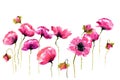Stylized pink poppies on white background, watercolor illustrator, floral art