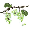 Stylized polygonal branch of green grapes