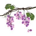 Stylized polygonal branch of purple grapes