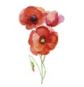 Stylized Poppy flowers illustration. Original flower, watercolor illustration. Royalty Free Stock Photo