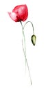 Stylized Poppy flowers illustration Royalty Free Stock Photo