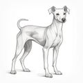 Stylized Realism: White Italian Greyhound Drawing With Distinct Markings