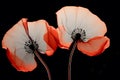 Stylized transparent red poppies flowers on black background. Remembrance Day, Armistice Day, Anzac day symbol Royalty Free Stock Photo