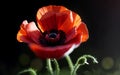 Stylized Red Poppy on Black Remembrance Day Symbol