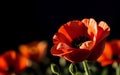 Stylized Red Poppy on Black Remembrance Day Symbol