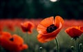 Stylized Red Poppy on Black Remembrance Day Symbol