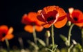 Stylized Red Poppy on Black Remembrance Day Symbol