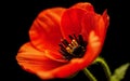 Stylized Red Poppy on Black Remembrance Day Symbol