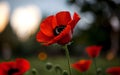 Stylized Red Poppy on Black Remembrance Day Symbol