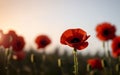 Stylized Red Poppy on Black Remembrance Day Symbol