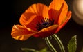 Stylized Red Poppy on Black Remembrance Day Symbol