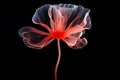 Stylized red poppy flower on black background. Remembrance Day, Armistice Day, Anzac day symbol Royalty Free Stock Photo