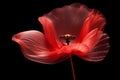 Stylized red poppy flower on black background. Remembrance Day, Armistice Day, Anzac day symbol