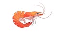 Stylized Shrimp Illustration on White Background Royalty Free Stock Photo