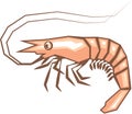 Stylized shrimp vector