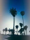 Stylized silhouette photo of palm trees at night at Venice Beach USA Royalty Free Stock Photo