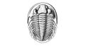 Detailed black and white line art illustration of a trilobite fossil with segmented body, arched cephalon Royalty Free Stock Photo
