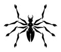 Stylized spider, tattoo, black and white, isolated.