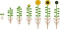 Stylized sunflower life cycle. Growth stages from seed to flowering and fruit-bearing plant with roots