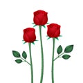 Stylized three red roses with leaves Royalty Free Stock Photo