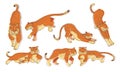 Stylized Tiger Animal in Different Poses Vector Set