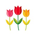Stylized vector illustration of three colorful tulips in pink, red, and orange on white backdrop Royalty Free Stock Photo