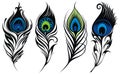 Stylized, vector peacock feathers Royalty Free Stock Photo