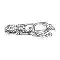 Stylized velociraptor dinosaur fossilized skull hand drawn image isolated on white background. Freehand sketch of carnivorous Royalty Free Stock Photo