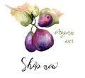 Stylized watercolor Figs illustration