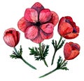 Stylized watercolor sketch illustration of red anemone flowers and buds. Set of delicate hand drawn coral flowers for Royalty Free Stock Photo